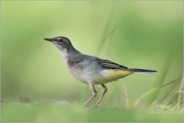 <p>KONIPAS HORSKÝ - mládě (Motacilla cinerea) Jiříkov</p>