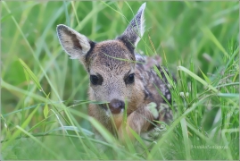 <p>SRNEC OBECNÝ (Capreolus capreolus) Šluknovsko - Jiříkov (European roe deer / Europäisches Reh</p>