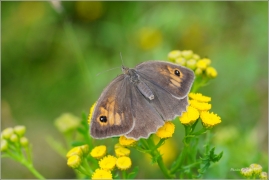 <p>OKÁČ LUČNÍ (Maniola jurtina) ---- /Meadow brown butterfly - Großes Ochsenauge/</p>