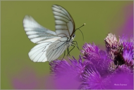 <p>BĚLÁSEK OVOCNÝ (Aporia crataegi) Šluknovsko - Kunratice u Šluknova ---- /Black-veined white butterfly - Baum-Weißling/</p>