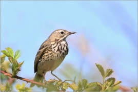 <p>LINDUŠKA LUČNÍ (Anthus pratensis) Šluknovsko - Jiříkov /Meadow pipit - Wiesenpieper/</p>