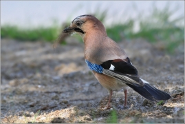 <p>SOJKA OBECNÁ (Garrulus glandarius) /Eurasian jay - Eichelhäher/</p>