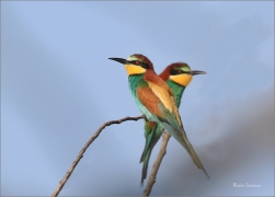 <p>VLHA PESTRÁ (Merops apiaster) jižní Morava ----- /European bee-eater - Bienenfresser/</p>