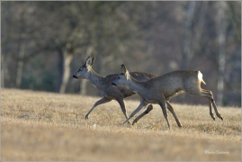 <p>SRNEC OBECNÝ (Capreolus capreolus) Šluknovsko - Jiříkov --- /European roe deer - Reh/</p>