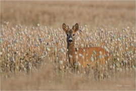 <p>SRNEC OBECNÝ (Capreolus capreolus) Šluknovsko - Jiříkov --- /European roe deer - Reh/</p>
