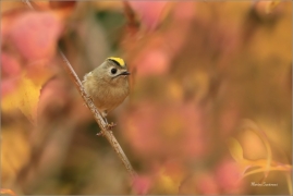 <p>KRÁLÍČEK OBECNÝ (Regulus regulus) Šluknovsko - Jiříkov --- /Goldcrest - Wintergoldhähnchen/</p>