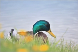 <p>KACHNA DIVOKÁ (Anas platyrhynchos) - Šluknov --- /Mallard - Stockente/</p>