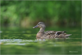 <p>KACHNA DIVOKÁ (Anas platyrhynchos) - Šluknov --- /Mallard - Stockente/</p>