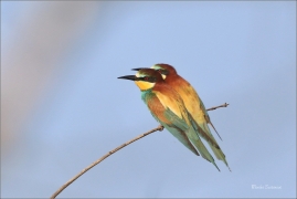 <p>VLHA PESTRÁ (Merops apiaster) jižní Morava ----- /European bee-eater - Bienenfresser/</p>