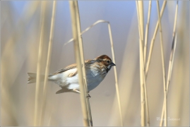 <p>STRNAD RÁKOSNÍ (Emberiza schoeniclus) Ústecko ----- /Common reed bunting – Rohrammer/</p>