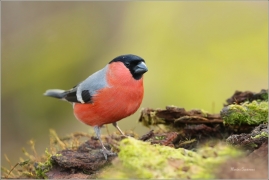 <p>HÝL OBECNÝ (Pyrrhula pyrrhula) Šluknovsko - Jiříkov ------- /Eurasian bullfinch - Gimpel/</p>