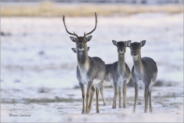 <p>DANĚK SKVRNITÝ (Dama dama) obora Varnsdorf ---- /Fallow deer - Damhirsch/</p>