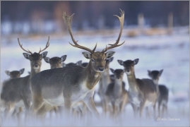 <p>DANĚK SKVRNITÝ (Dama dama) obora Varnsdorf ---- /Fallow deer - Damhirsch/</p>