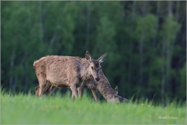 <p>JELEN LESNÍ (Cervus elaphus) Šluknovsko - Valdek --- / Red deer / Rothirsch</p>