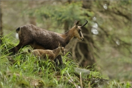 <p>KAMZÍK HORSKÝ (Rupicapra rupicapra) Lužické hory ---- /Chamois - Gämse/</p>