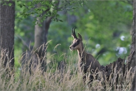 <p>KAMZÍK HORSKÝ (Rupicapra rupicapra) Lužické hory, Studenec ---- /Chamois - Gämse/</p>