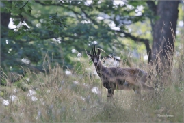 <p>KAMZÍK HORSKÝ (Rupicapra rupicapra) Lužické hory, Studenec ---- /Chamois - Gämse/</p>