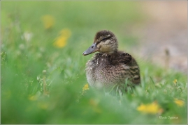 <p>KACHNA DIVOKÁ (Anas platyrhynchos) - Šluknov --- /Mallard - Stockente/</p>