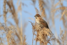 <p>STRNAD RÁKOSNÍ (Emberiza schoeniclus) Ústecko ----- /Common reed bunting – Rohrammer/</p>