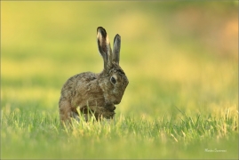 <p>ZAJÍC POLNÍ (Lepus europaeus) jižní Morava --- /European hare - Feldhase/</p>