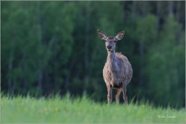 <p>JELEN LESNÍ (Cervus elaphus) Šluknovsko - Valdek --- / Red deer / Rothirsch</p>