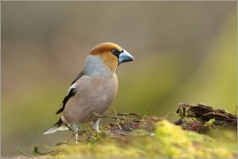<p>DLASK TLUSTOZOBÝ (Coccothraustes coccothraustes) Šluknovsko - Jiříkov ---- /Hawfinch - Kernbeißer/</p>