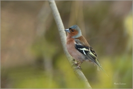 <p>PĚNKAVA OBECNÁ - sameček (Fringilla coelebs) ---- /Chaffinch - Buchfink/</p>