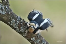 <p>STRAKAPOUD VELKÝ (Dendrocopos major) - /Great spotted woodpecker – Buntspecht/
</p>