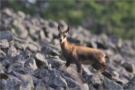 <p>KAMZÍK HORSKÝ (Rupicapra rupicapra) Lužické hory, Studenec ---- /Chamois - Gämse/</p>