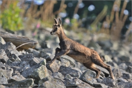 <p>KAMZÍK HORSKÝ (Rupicapra rupicapra) Lužické hory, Studenec ---- /Chamois - Gämse/</p>