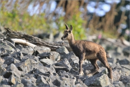 <p>KAMZÍK HORSKÝ (Rupicapra rupicapra) Lužické hory, Studenec ---- /Chamois - Gämse/</p>