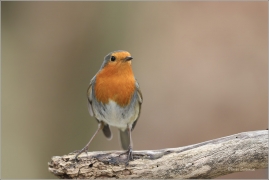 <p>ČERVENKA OBECNÁ (Erithacus rubecula) ------- /European robin - Rotkehlchen</p>