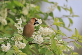 <p>DLASK TLUSTOZOBÝ (Coccothraustes coccothraustes) Šluknovsko - Jiříkov ---- /Hawfinch - Kernbeißer/</p>