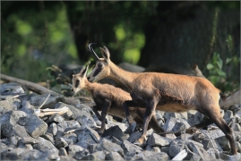 <p>KAMZÍK HORSKÝ (Rupicapra rupicapra) Lužické hory, Studenec ---- /Chamois - Gämse/</p>