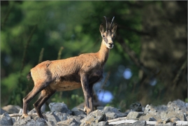 <p>KAMZÍK HORSKÝ (Rupicapra rupicapra) Lužické hory, Studenec ---- /Chamois - Gämse/</p>