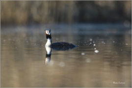 <p>POTÁPKA ROHÁČ (Podiceps cristatus) Ústecko ----- /Great grested grebe – Haubentaucher/</p>