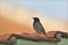 <p>REHEK DOMÁCÍ (Phoenicurus ochruros) /Black redstart - Hausrotschwanz/</p>