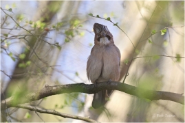<p>SOJKA OBECNÁ (Garrulus glandarius) ---- /Eurasian jay - Eichelhäher/</p>