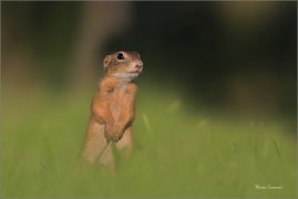 <p>SYSEL OBECNÝ (Spermophilus citellus) - dolní Rakousko --- /European ground squirrel - Europäisches Ziesel/</p>