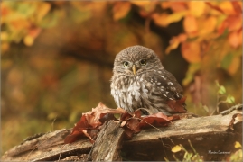<p>SÝČEK OBECNÝ (Athene noctua) v lidské péči ---- /Little owl - Steinkauz/</p>