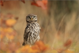 <p>SÝČEK OBECNÝ (Athene noctua) v lidské péči ---- /Little owl - Steinkauz/</p>