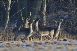 <p>DANĚK SKVRNITÝ (Dama dama) Šluknovsko - Valdek ---- /Fallow deer - Damhirsch/</p>