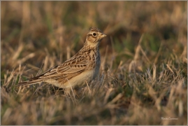 <p>SKŘIVAN POLNÍ (Alauda arvensis) - Šluknovsko, Jiříkov ---- /Eurasian skylark - Feldlerche/</p>