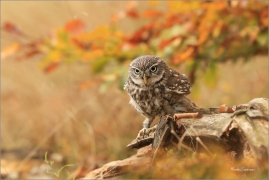 <p>SÝČEK OBECNÝ (Athene noctua) v lidské péči ---- /Little owl - Steinkauz/</p>