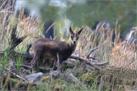 <p>KAMZÍK HORSKÝ (Rupicapra rupicapra) Lužické hory, Studenec ---- /Chamois - Gämse/</p>