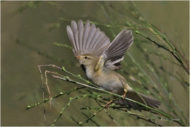 <p>BUDNÍČEK VĚTŠÍ (Phylloscopus trochilus) - Rychnov u Jbc. n. N. ---- /Willow warbler – Fitis/</p>