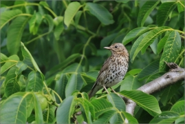 <p>DROZD ZPĚVNÝ (Turdus philomelos) - jižní Morava ---– /Song thrush – Singdrosse/</p>