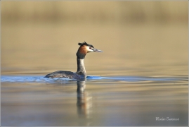 <p>POTÁPKA ROHÁČ (Podiceps cristatus) Ústecko ----- /Great grested grebe – Haubentaucher/</p>