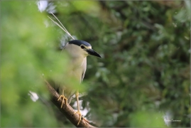 <p>KVAKOŠ NOČNÍ (Nycticorax nycticorax) - jižní Morava ----/Black-crowned night heron - Nachtreiher/</p>