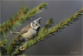 <p>SÝKORA PARUKÁŘKA - Šluknovsko - okolí Jiříkova (Lophophanes cristatus) ---- /Crested tit - Haubenmeise/</p>